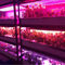 O diodo emissor de luz do crescimento vegetal 1W SMD 3030 740nm 745nm cresce a microplaqueta clara
